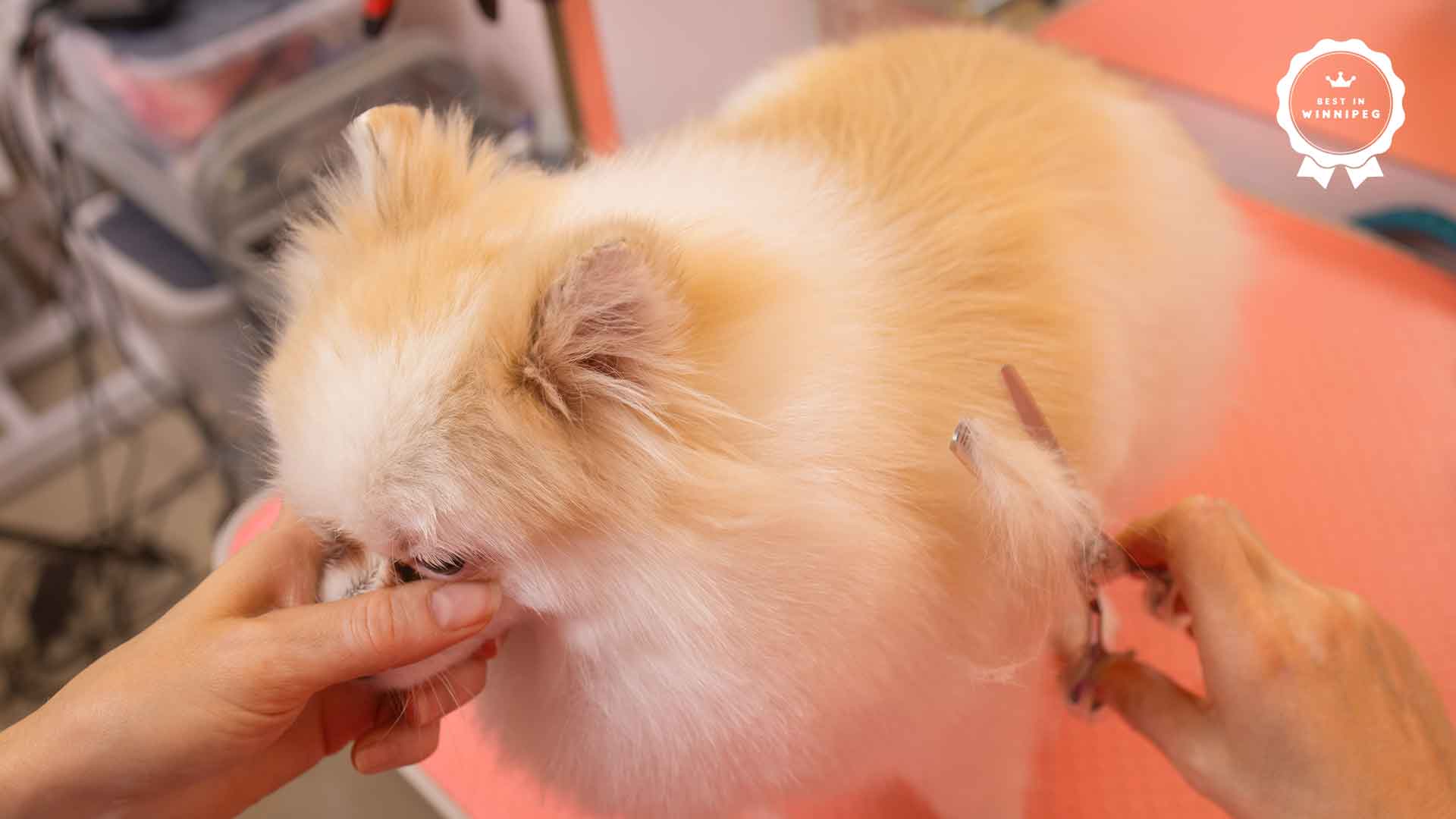 Best Dog Grooming Services in Winnipeg
