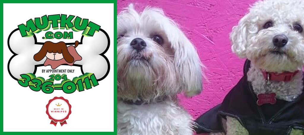 Mutkut Dog Grooming