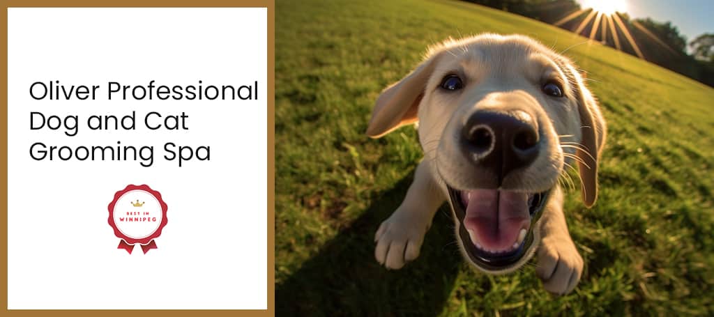Oliver Professional Dog and Cat Grooming Spa