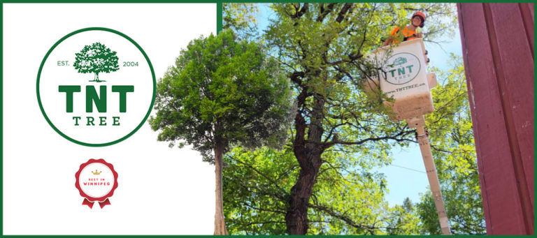 7 Best Tree Removal Services in Winnipeg [2026]