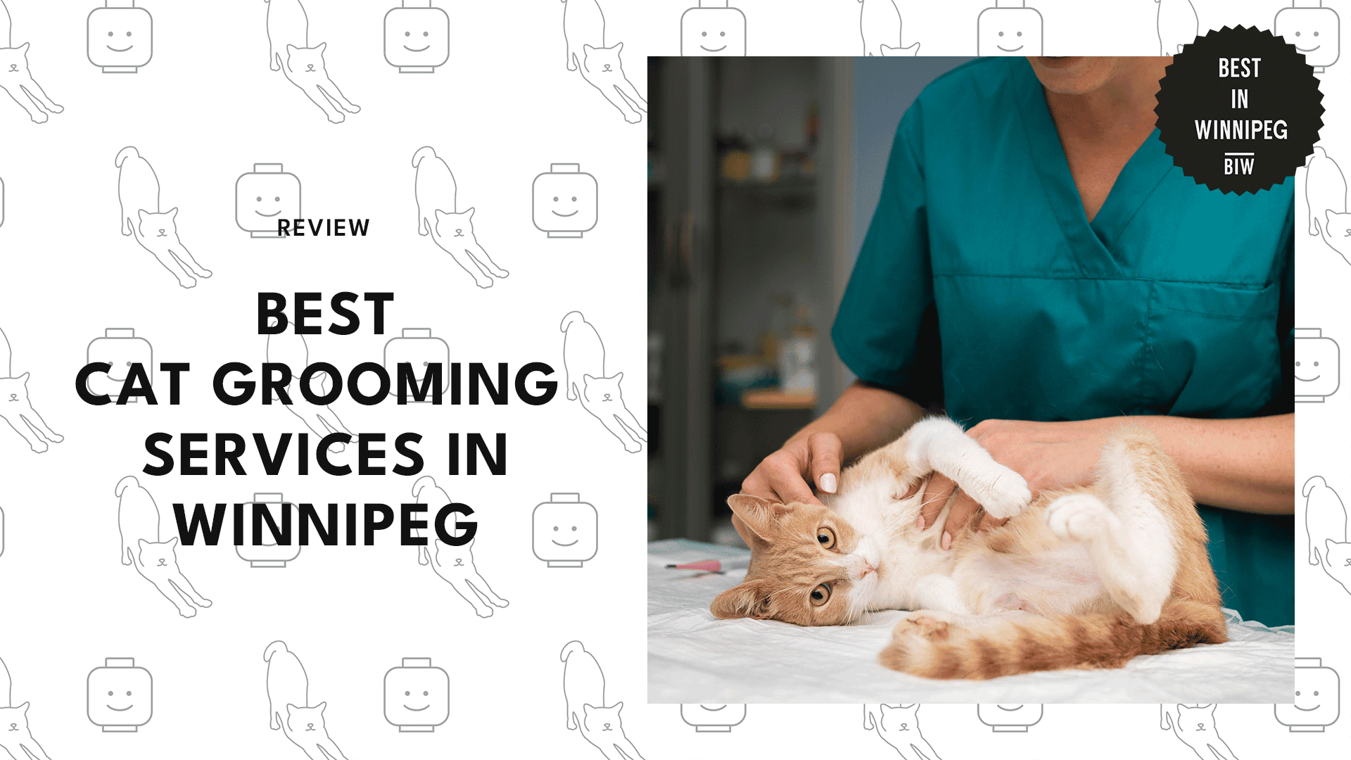 5 BEST CAT GROOMING SERVICES IN WINNIPEG