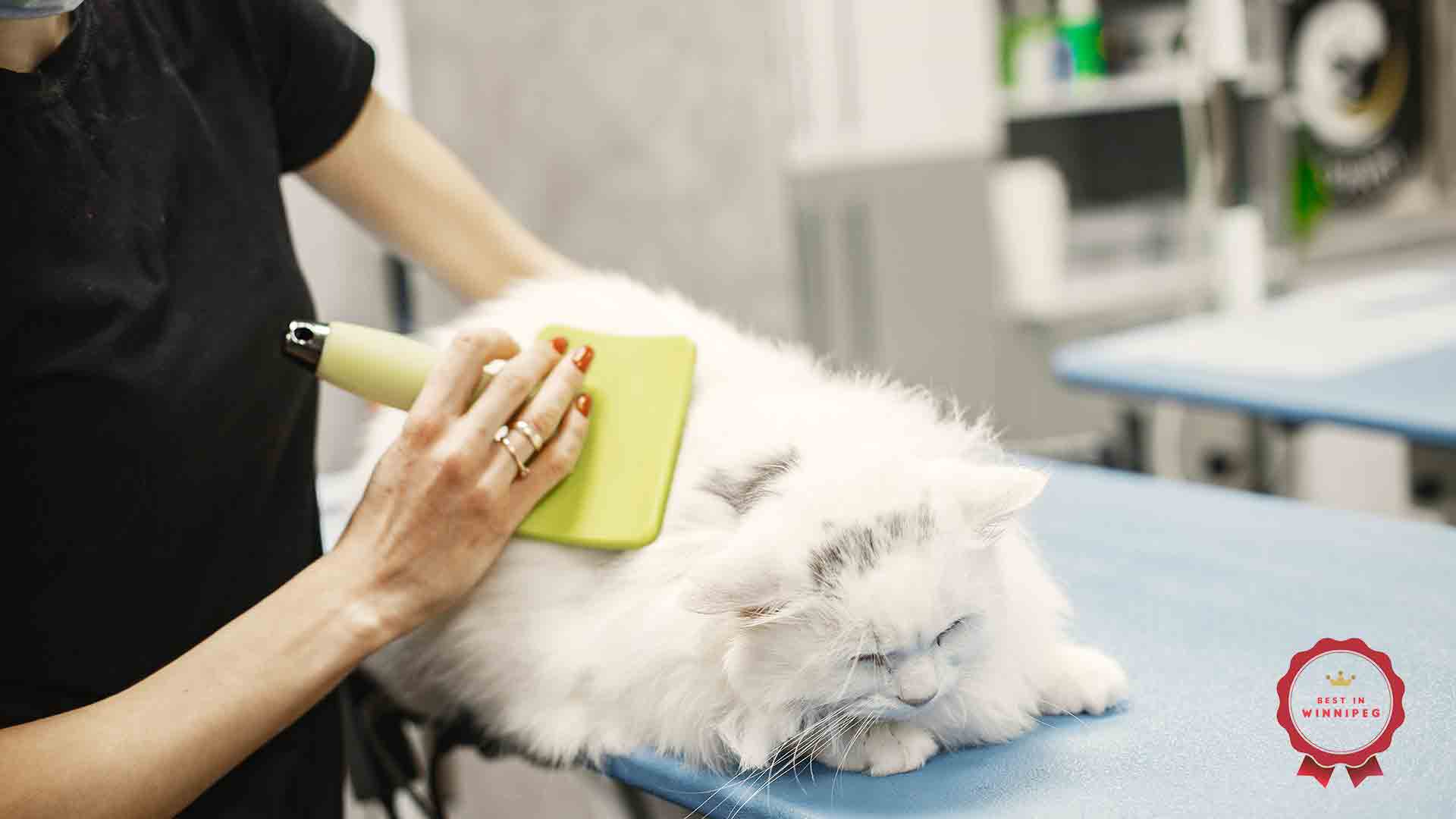 Best Cat Grooming Services in Winnipeg