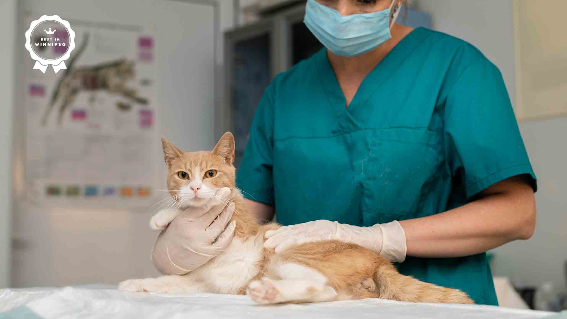 4 Basic Cat Care Tips