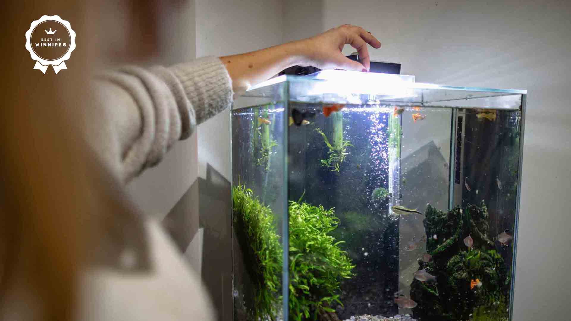 4 Basic Fish Care Tips