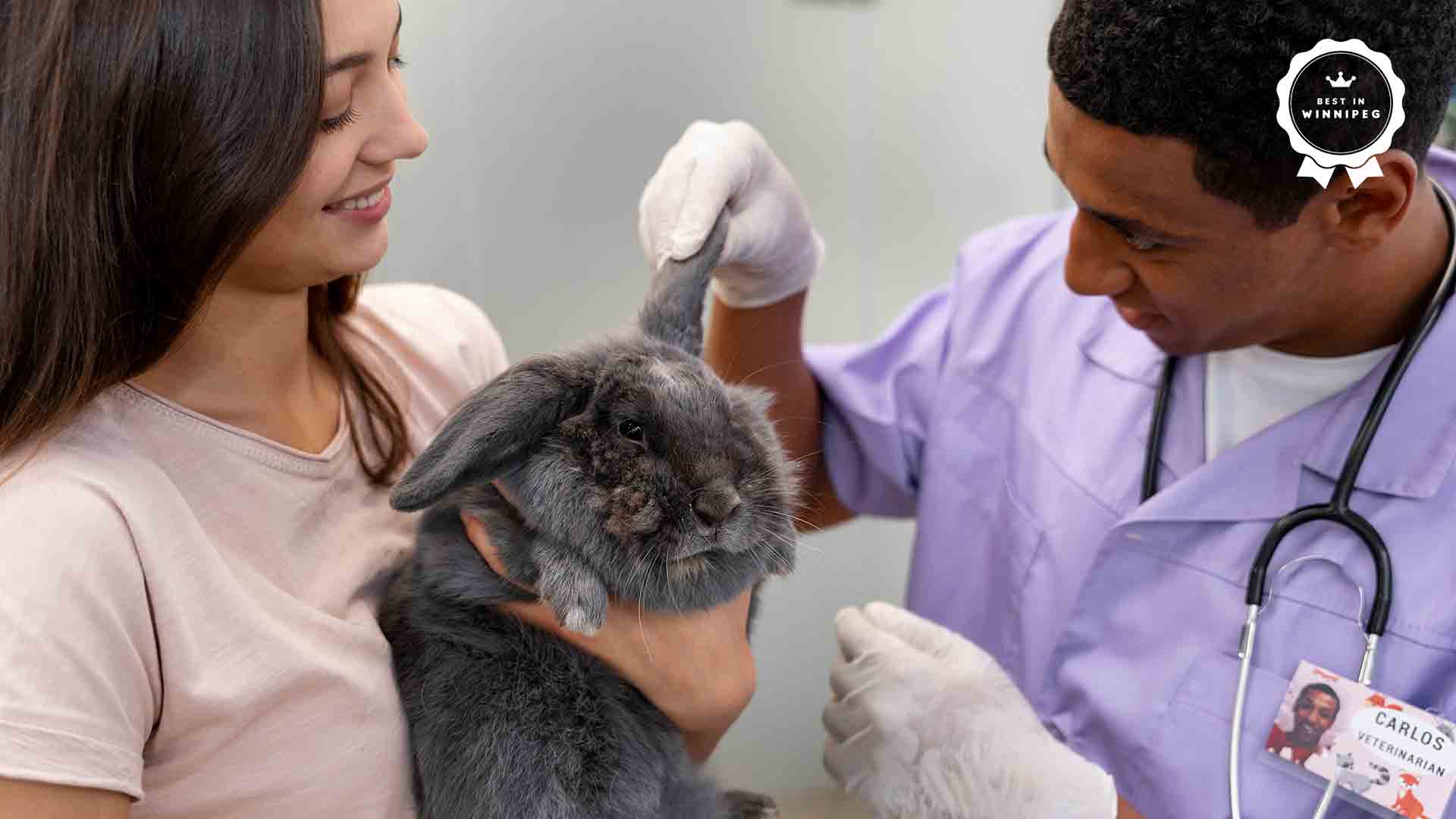 A Beginner's Guide to Basic Rabbit Care