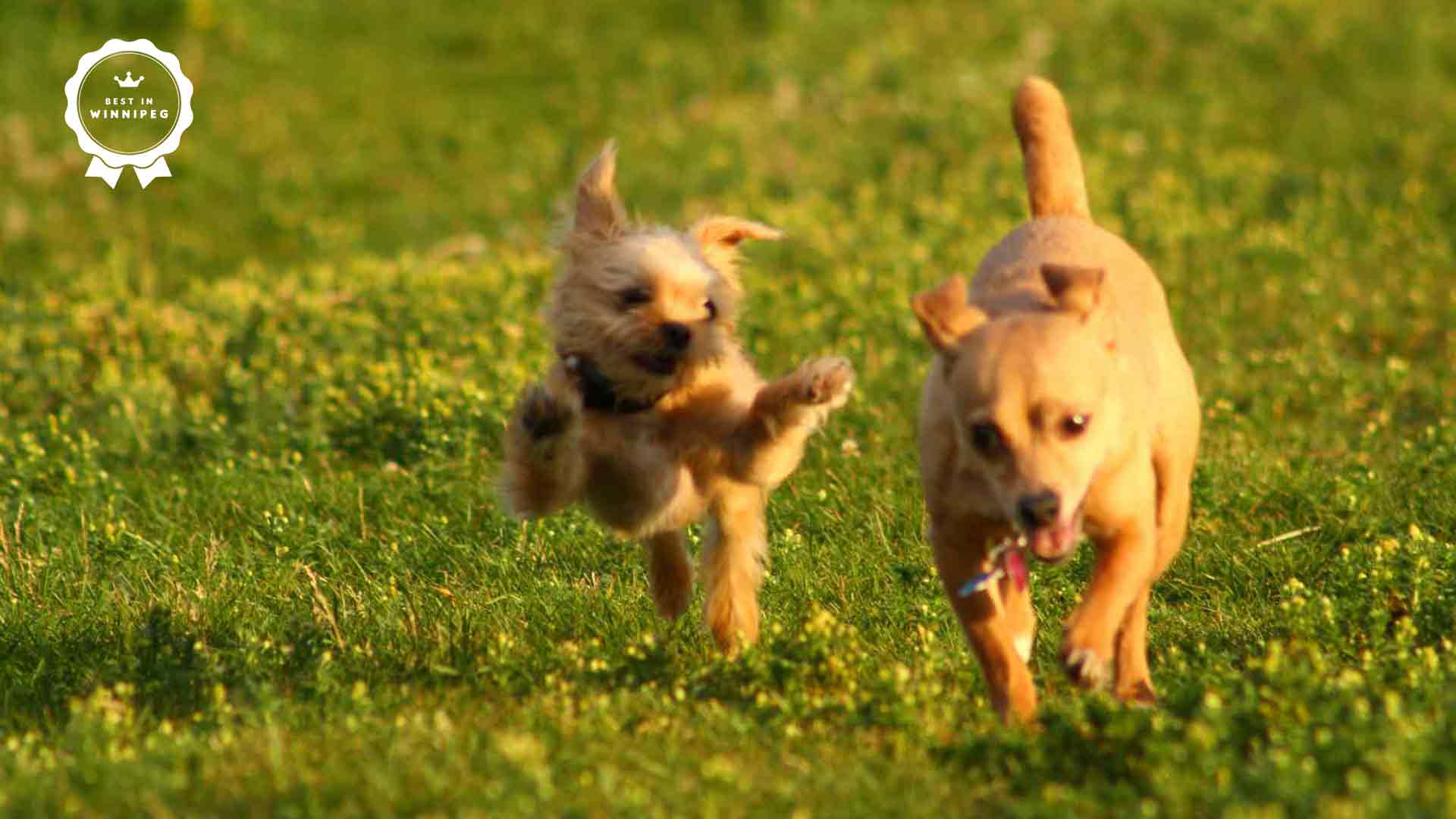 Best Dog Daycare in Winnipeg