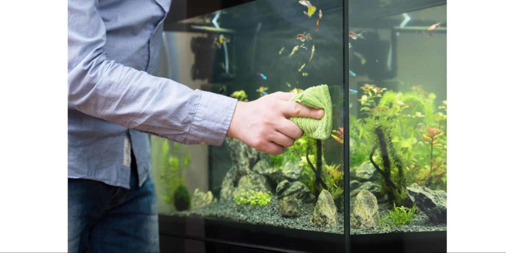 Clean their tank regularly