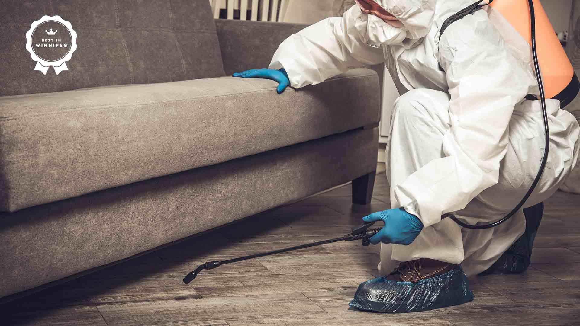 How to Get Rid of Common House Pests