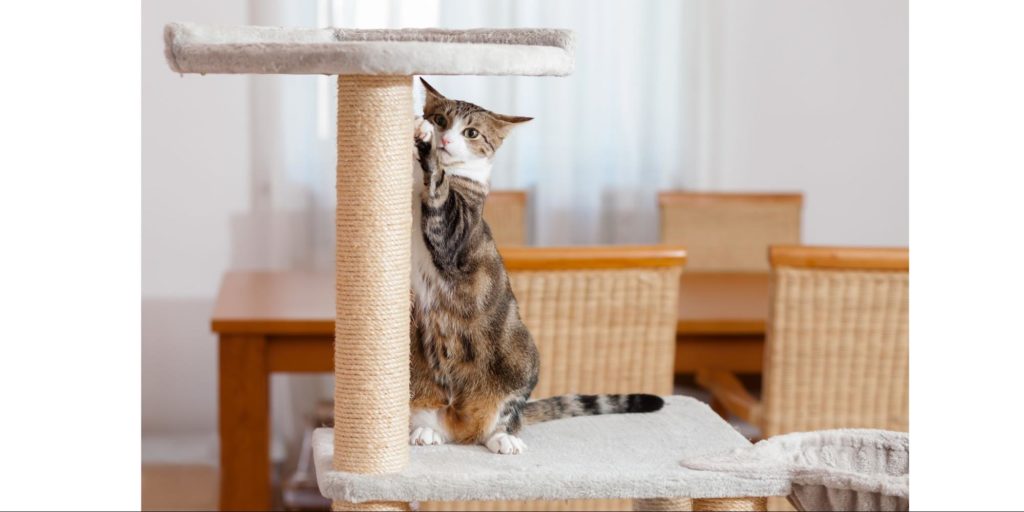 Provide a suitable and safe environment for your pets