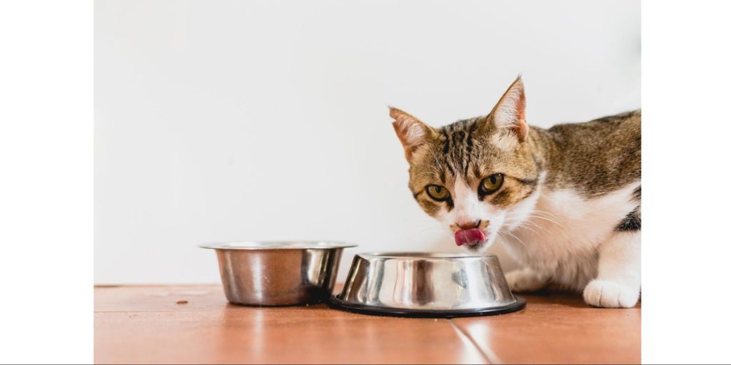 Provide a well-balanced diet
