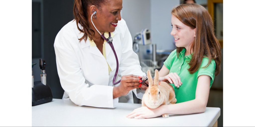 Schedule regular vet visits