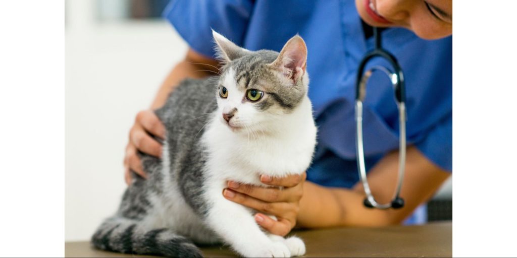 Schedule them for a vet visit