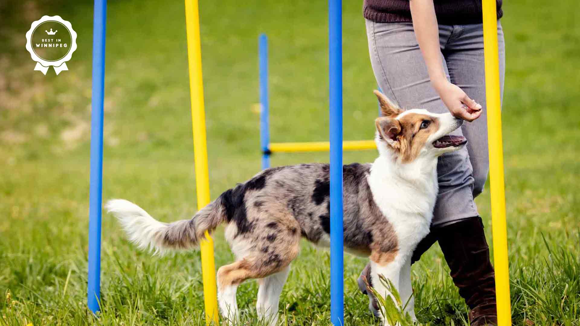 Top 5 Centers for Dog Training in Winnipeg