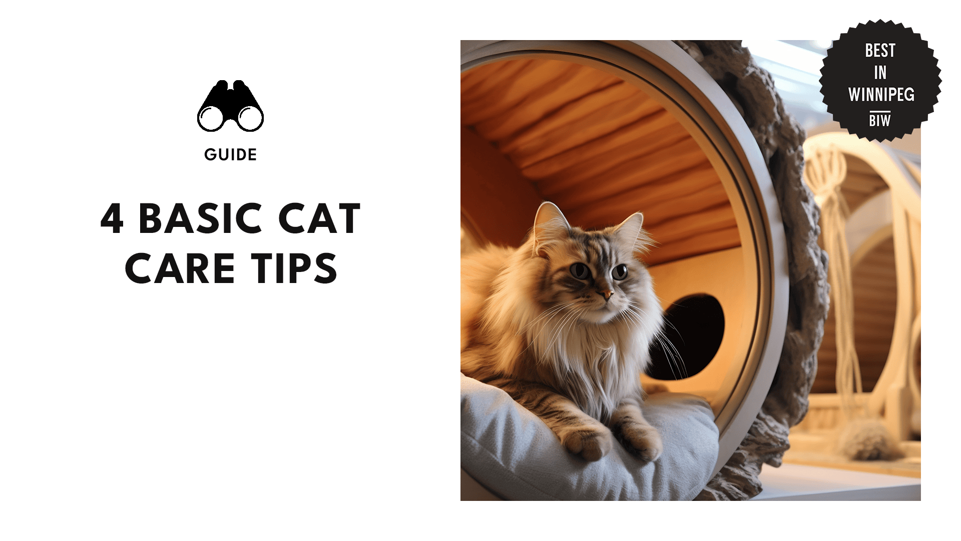 basic-cat-care-tips-banner