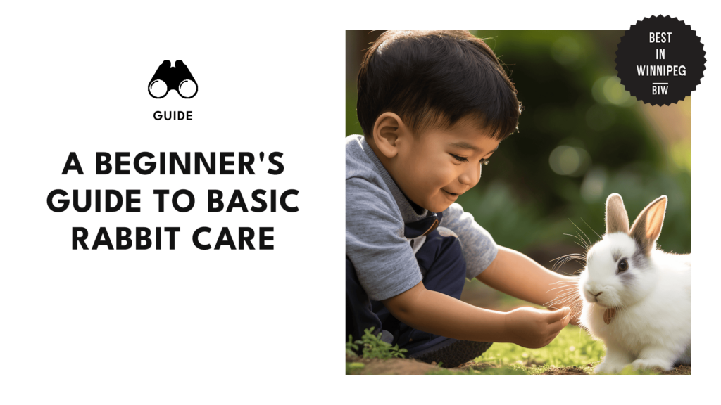 A Beginner's Guide to Basic Rabbit Care [2026 ]