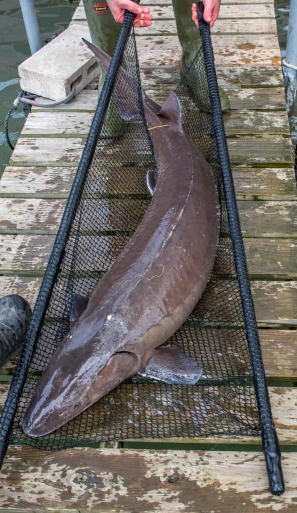 Elusive lake sturgeon