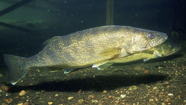 Walleyes