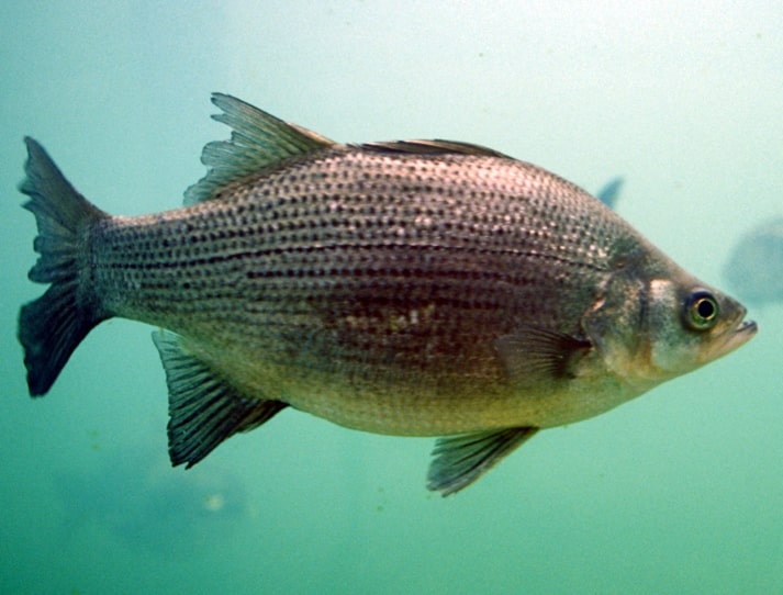 White bass