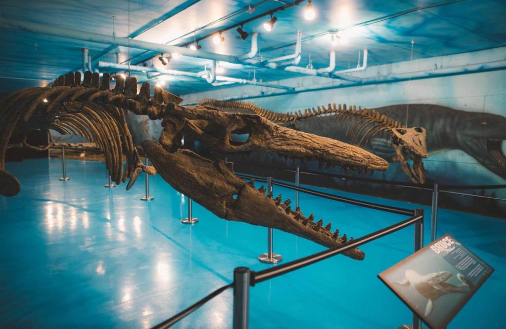 Canadian Fossil Discovery Centre