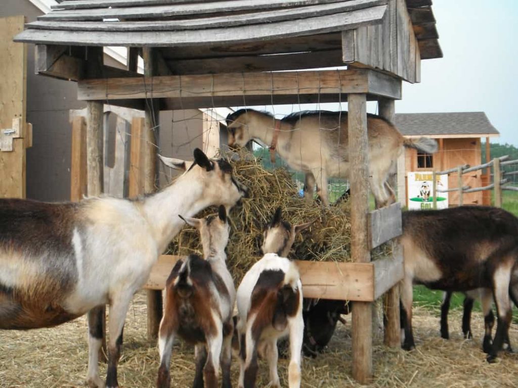 Deer Meadow Farms