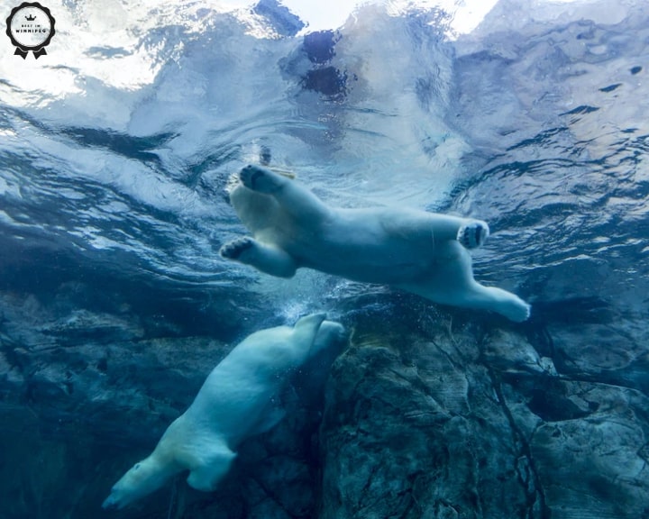 Everything You Need to Know Before Visiting Assiniboine Zoo