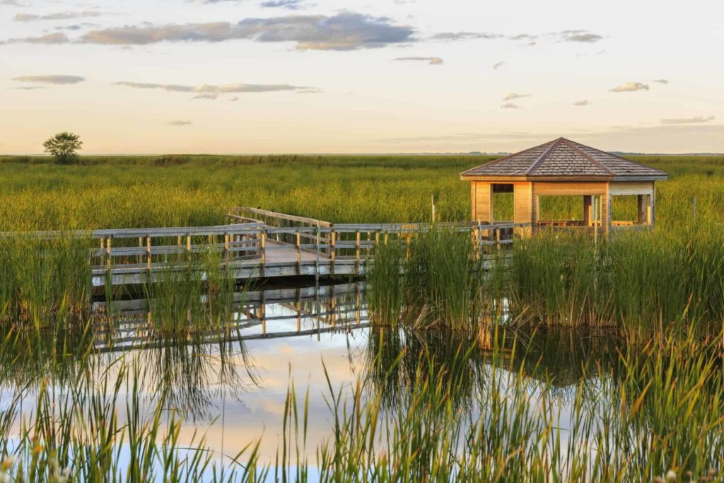 Indulge in a peaceful evening at Oak Hammock Marsh