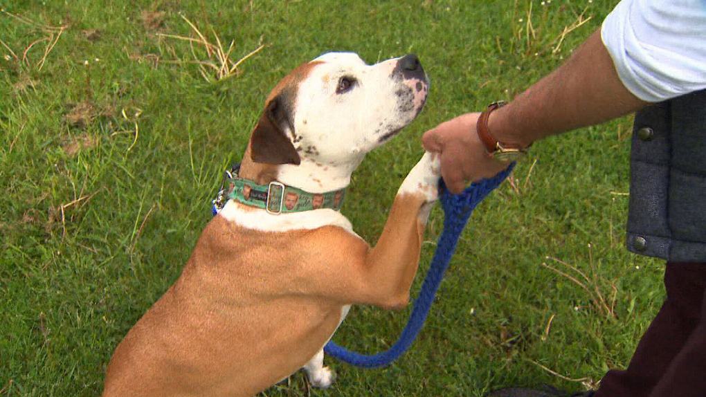 Requirements for Getting a Pet License in Winnipeg