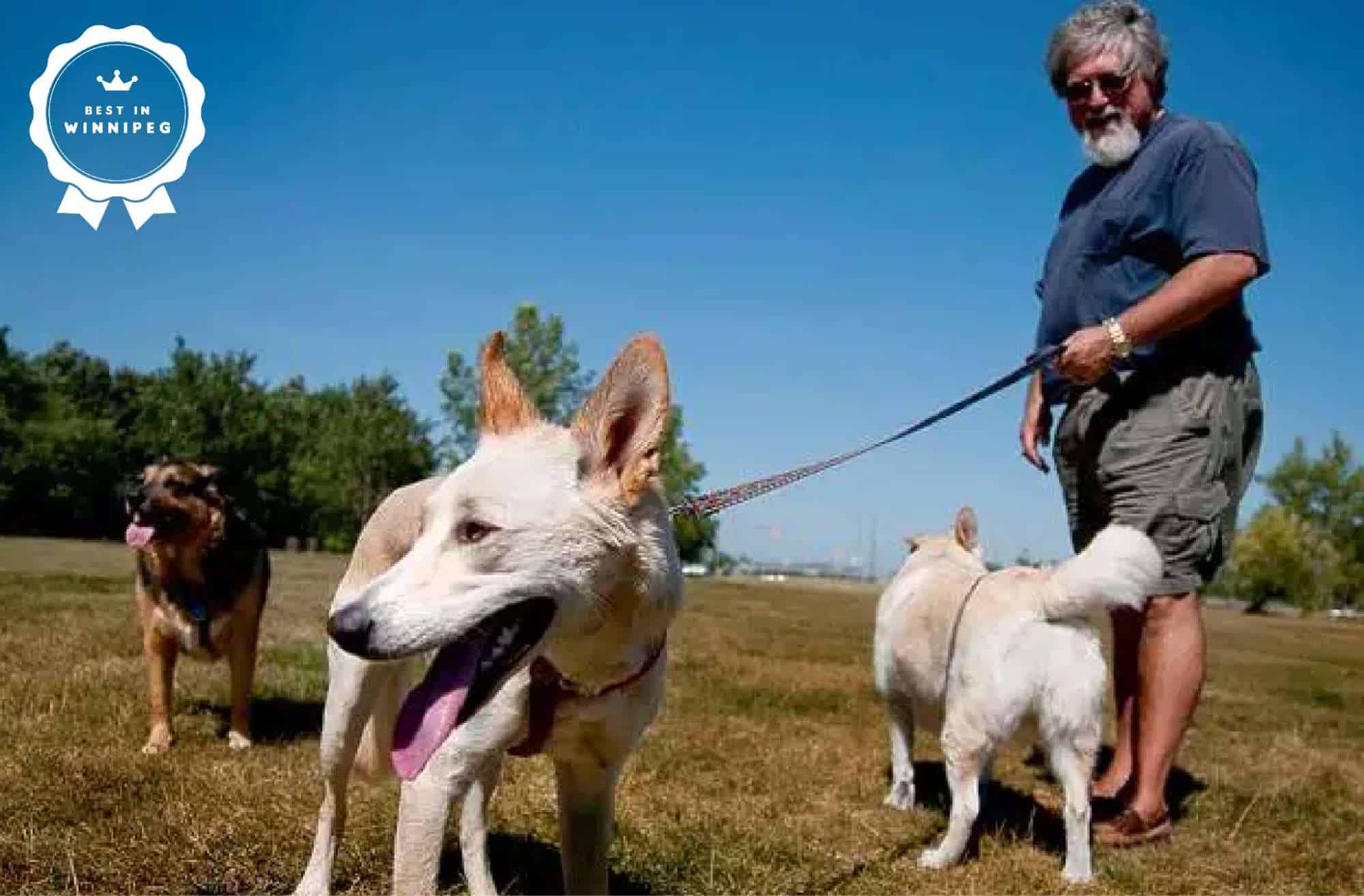 Winnipeg Pet Licensing How to Keep Your Pet Safe and Legal