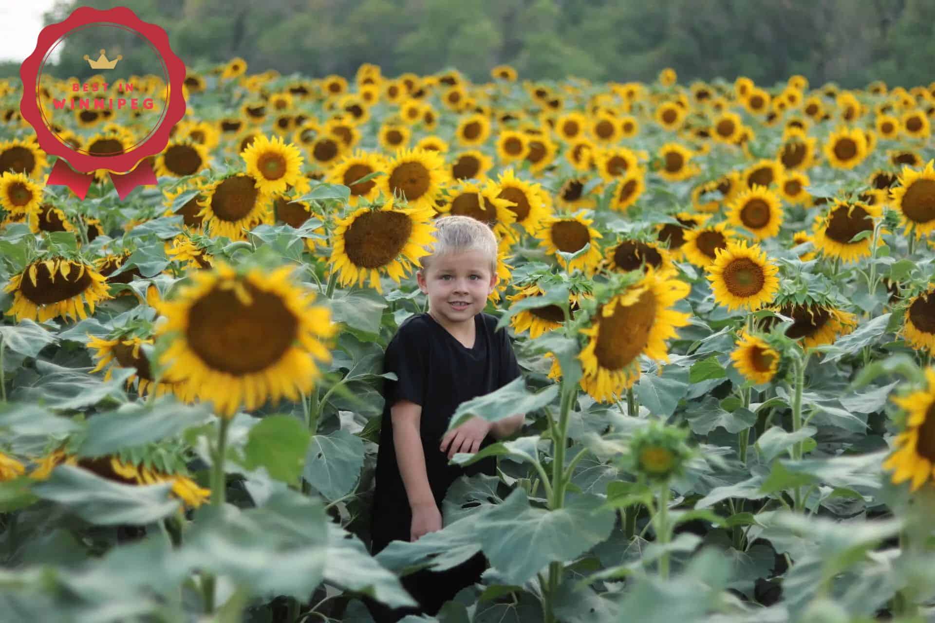 11 Photo-Worthy Sunflower Fields Near Winnipeg