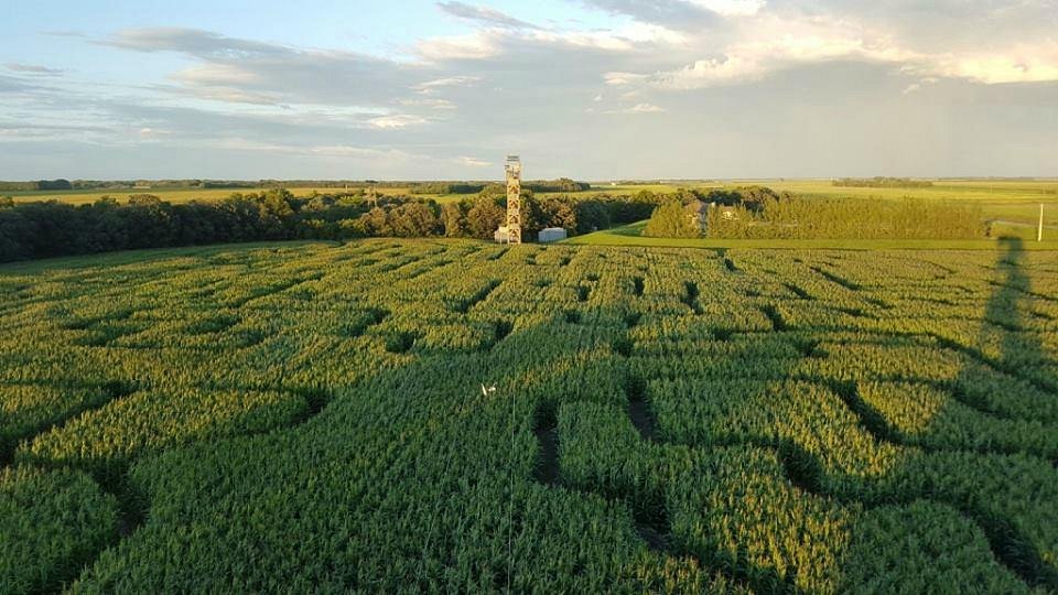 A Maze In Corn