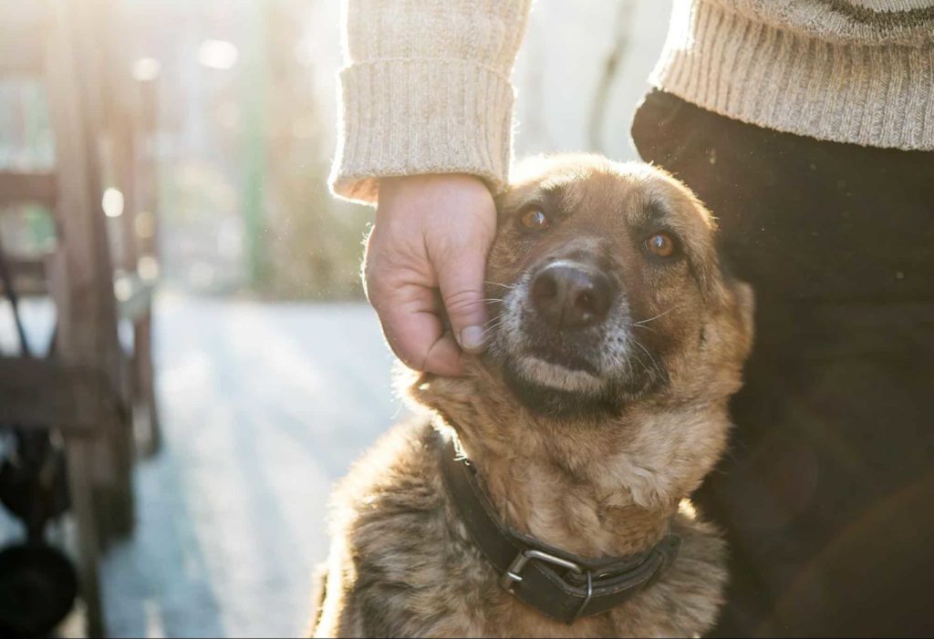 Adoption Fee and Contract