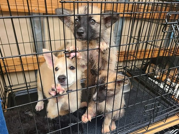 Adoption Interview