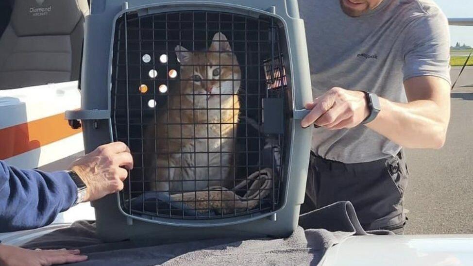 Bring your cat home