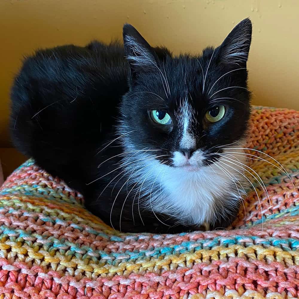Complete the adoption application