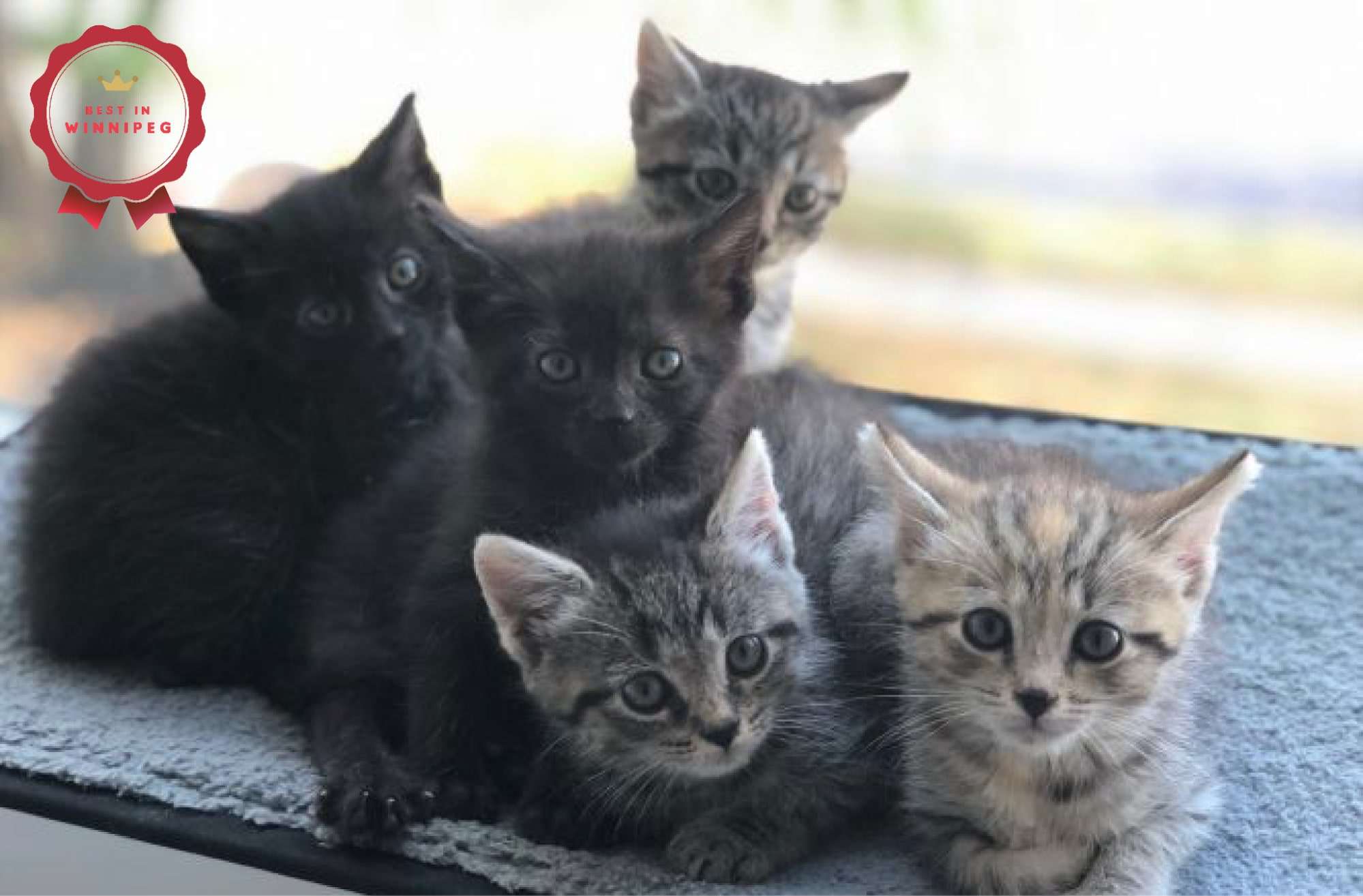 Find Your Perfect Furry Friend The Ultimate Guide to Adopting a Cat in Winnipeg
