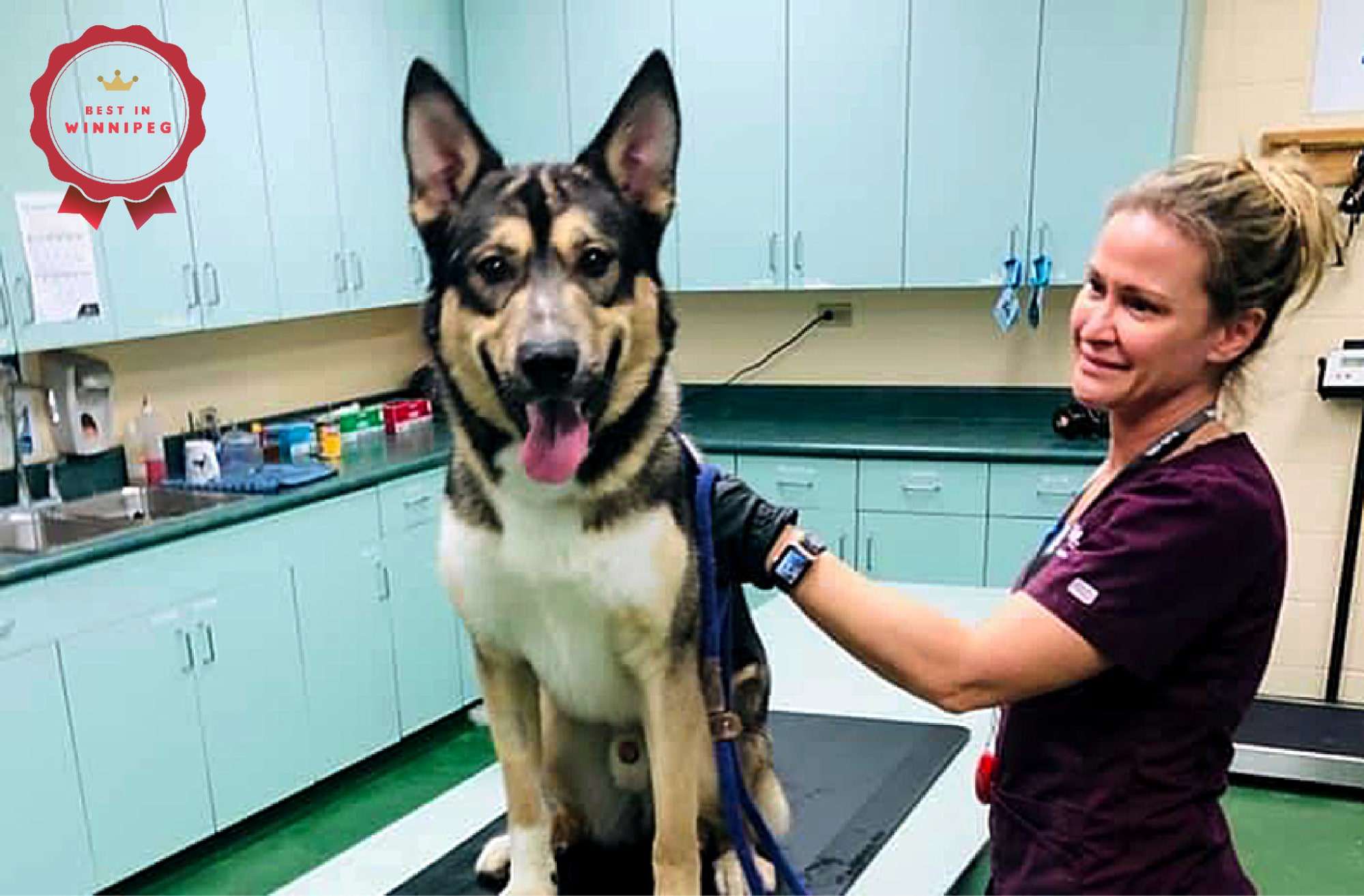 How to Adopt a Dog in Winnipeg A Step-by-Step Guide