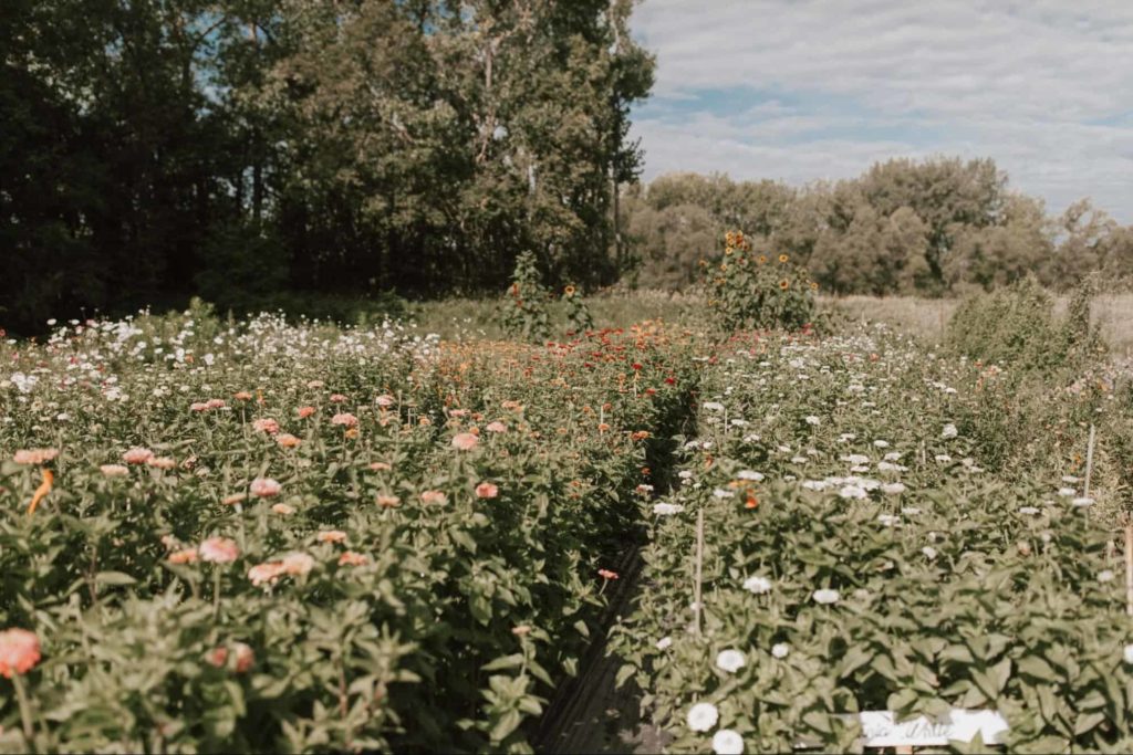 Miss Millie's Flower Farm