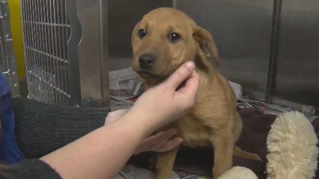 Process of Adopting a Dog in Winnipeg