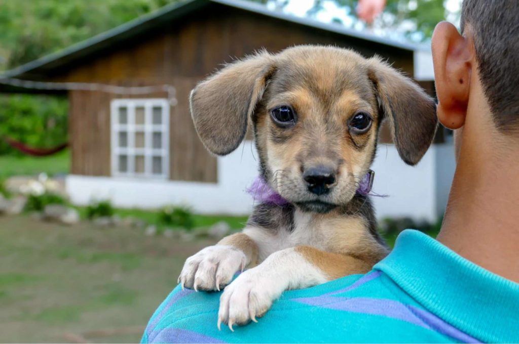 Visit Adoption Centers