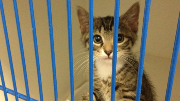 Visit the shelter or rescue organization