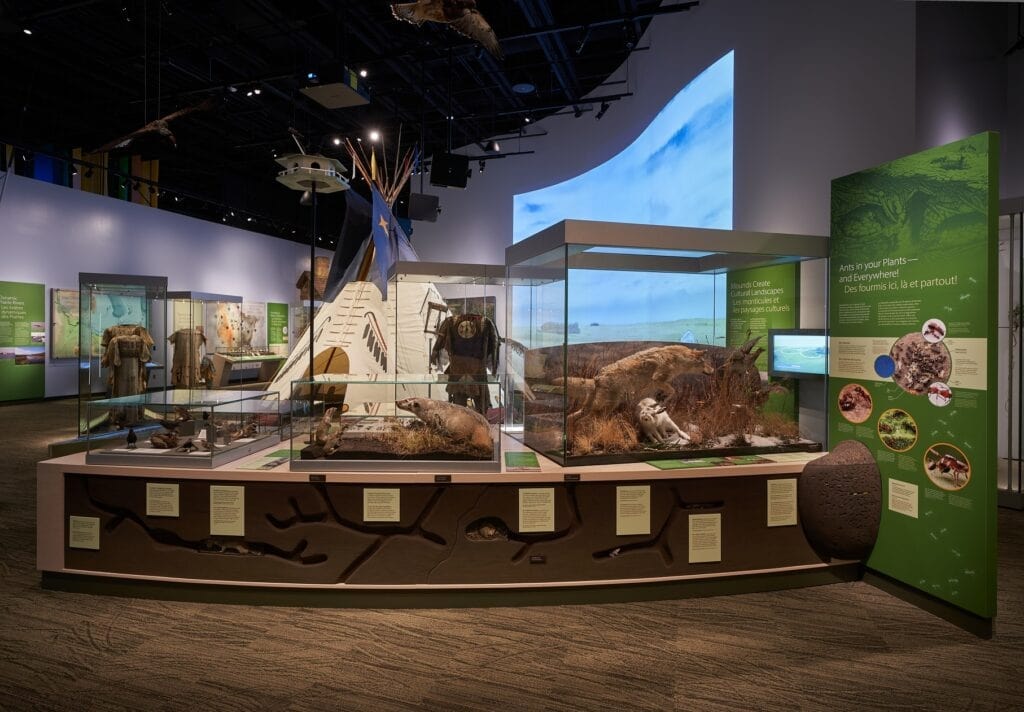 Learn about the history, culture, and natural heritage of the Manitoba Museum image 1