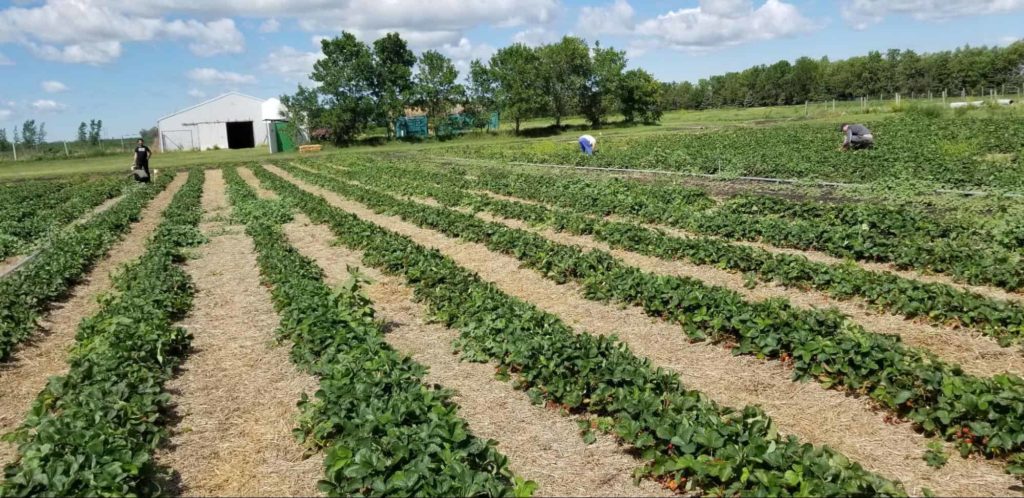 Blue Sky Farm