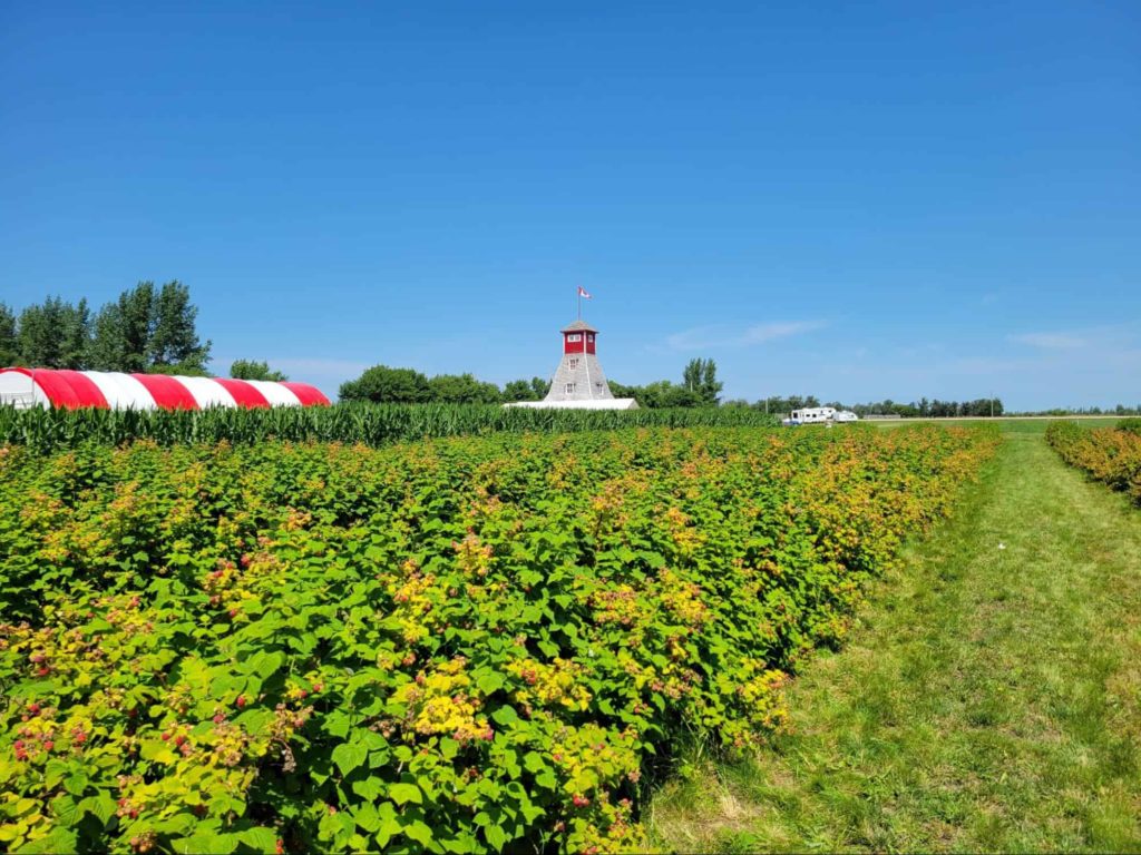 Boonstra Farms