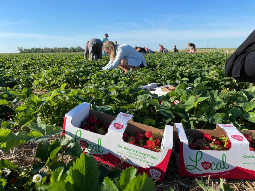 Cormier's Berry Patch
