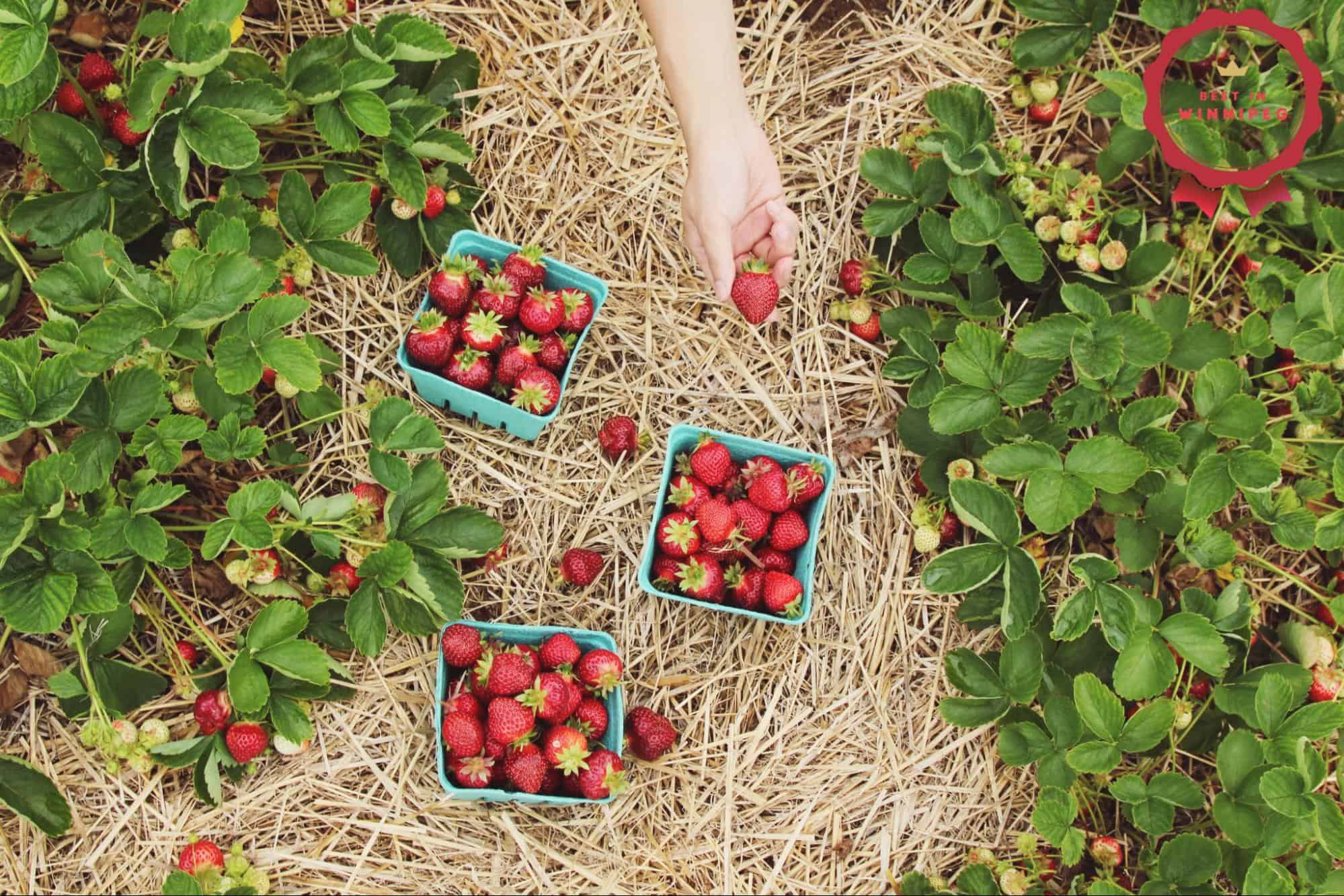 Fruitful Escapes Your Guide to Winnipeg's Fruit Picking Farms