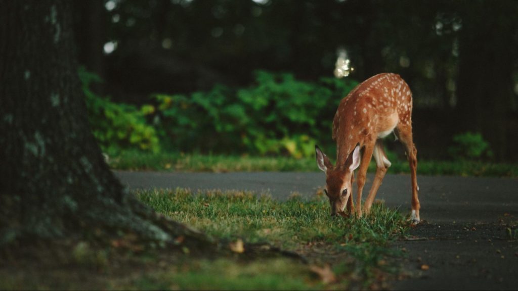 Nature's Surprises