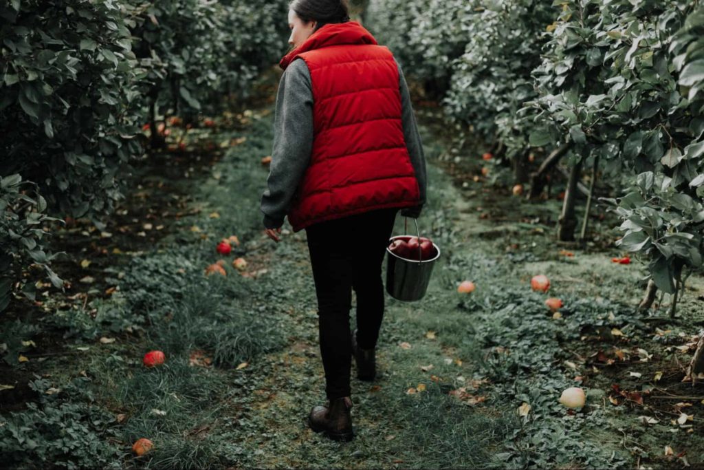 Pick fruits with her