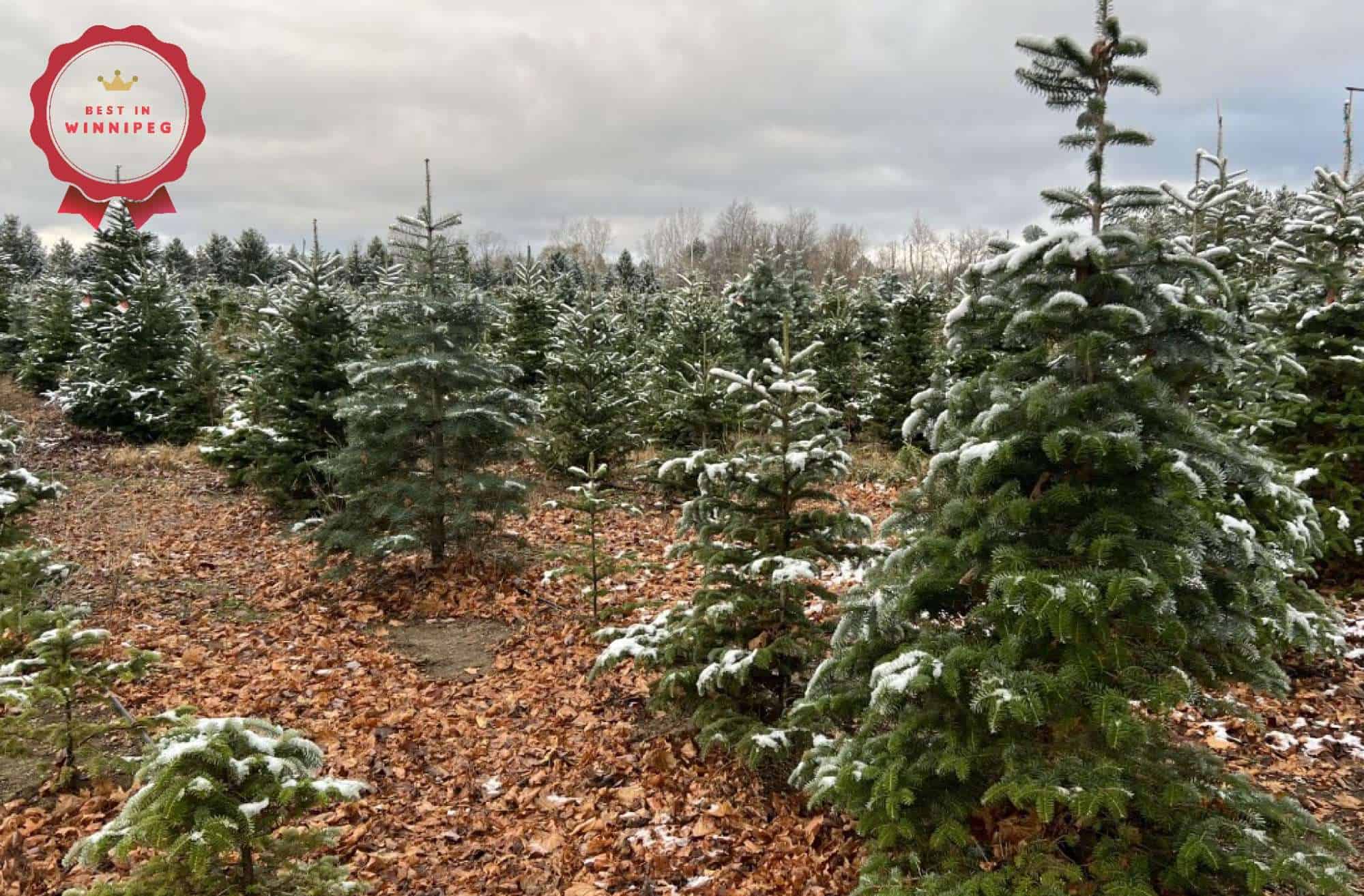 Find the Perfect Christmas Tree in Winnipeg Your Guide to the Top Stores and Destinations