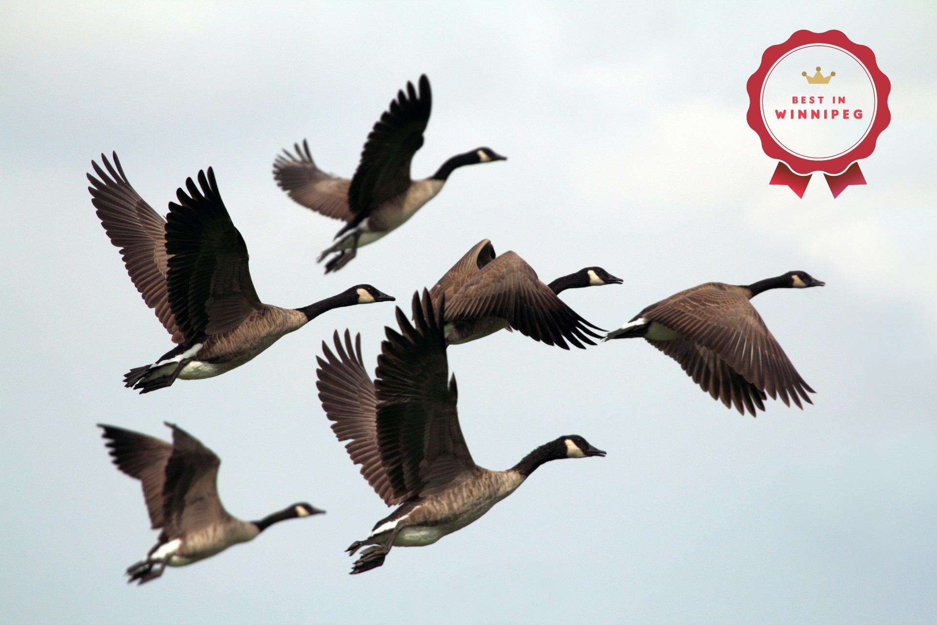 migration-in-nature-banner