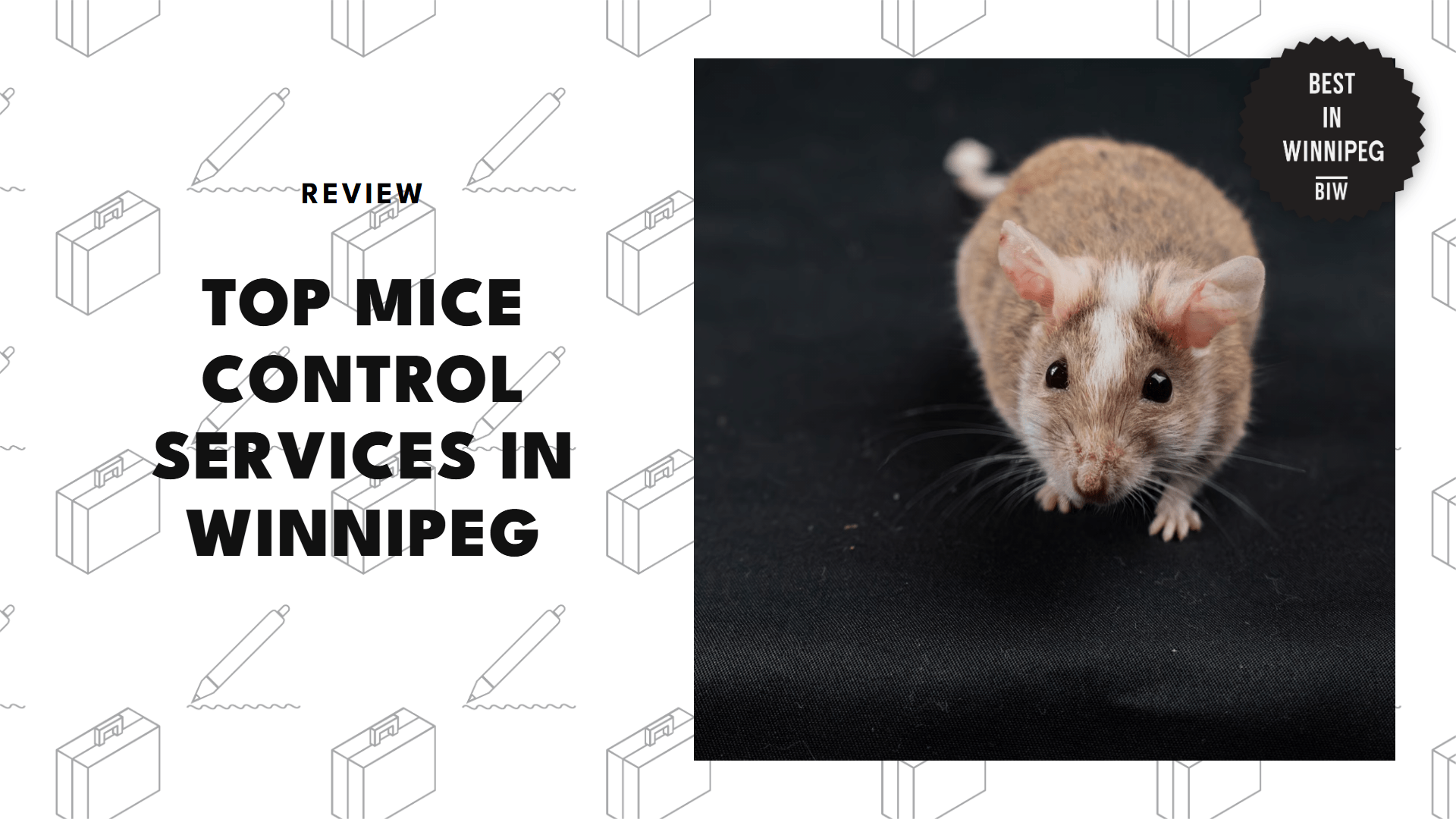 mice-control-services-in-winnipeg